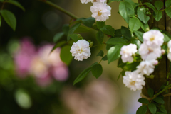 白薔薇
