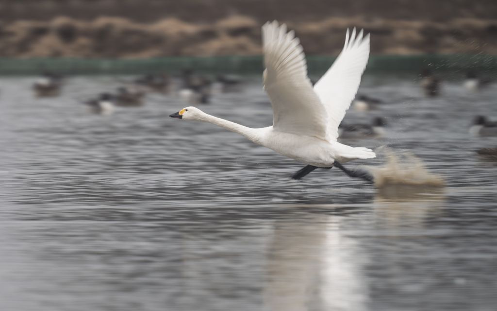 白鳥さん