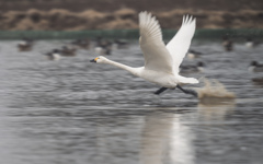 白鳥さん