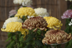 菊花