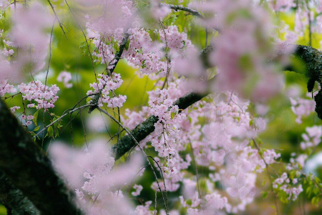 成田山新勝寺のしだれ桜