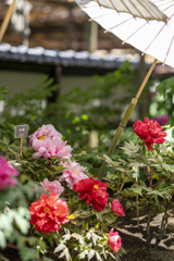 上野寛永寺春牡丹-24