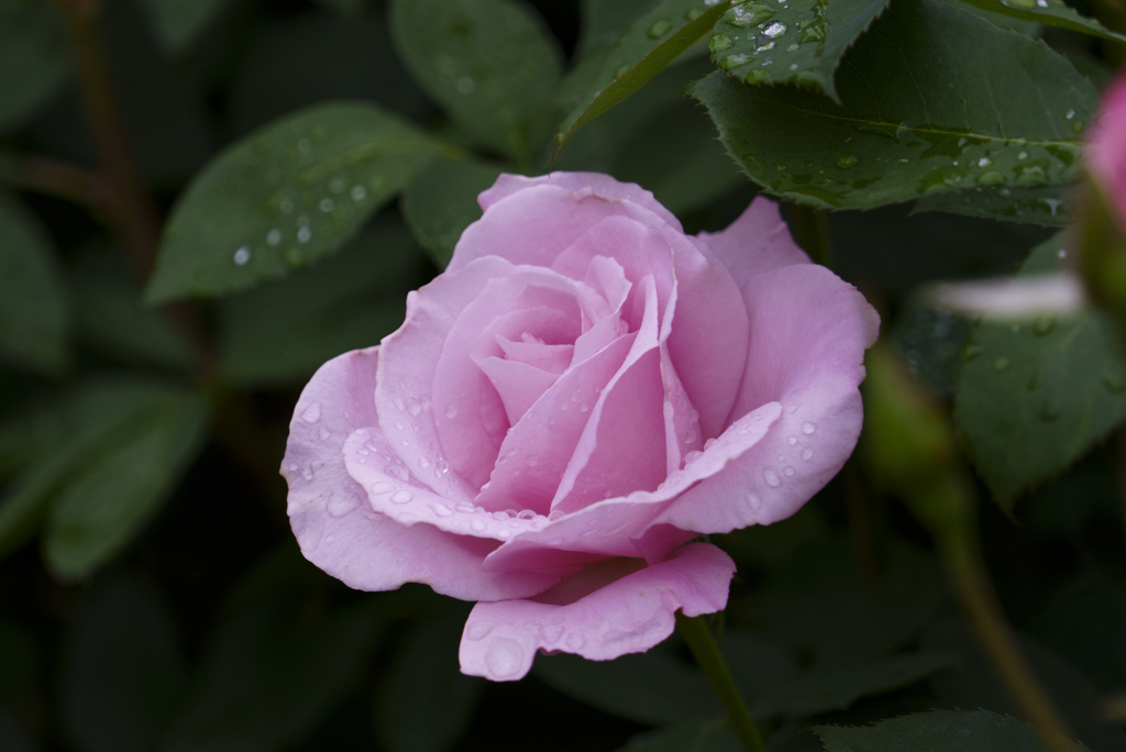 桜貝