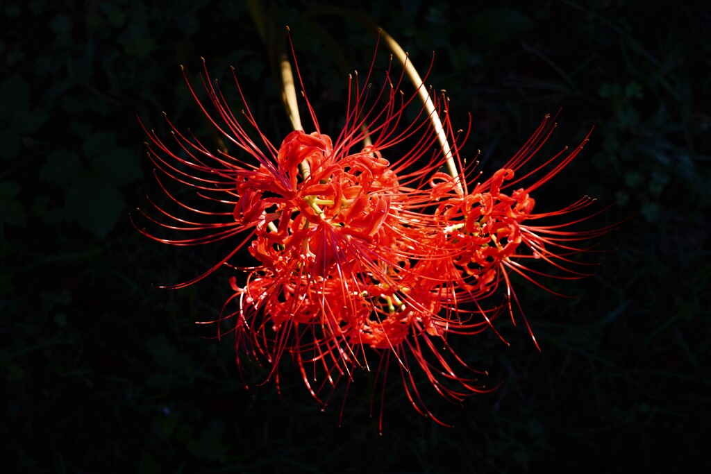 曼殊沙華