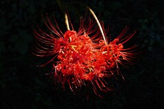 曼殊沙華 曼殊沙華