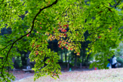 昭和記念公園にて