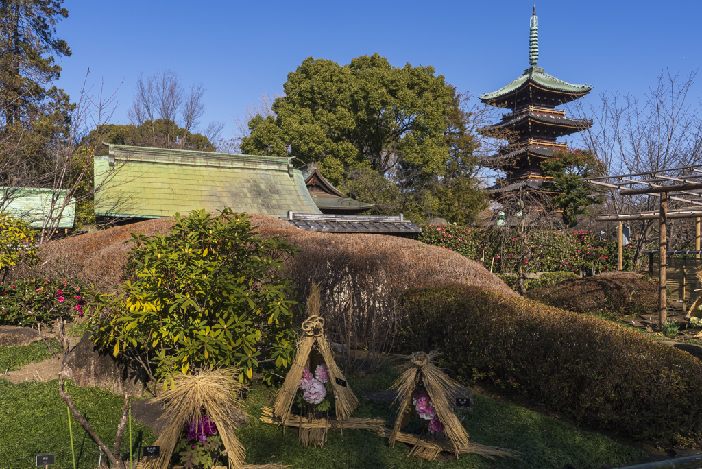 上野東照宮ぼたん苑にて