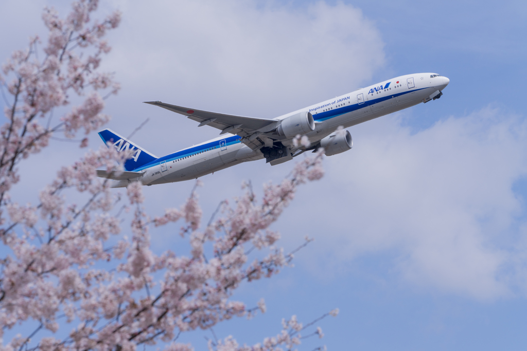 春色成田（ＡＮＡ）