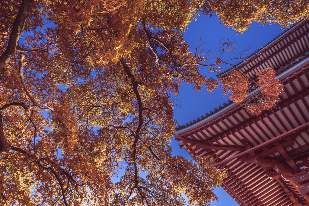 錦秋成田山　大塔　その３