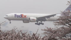 桜にカーゴ