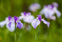 花菖蒲