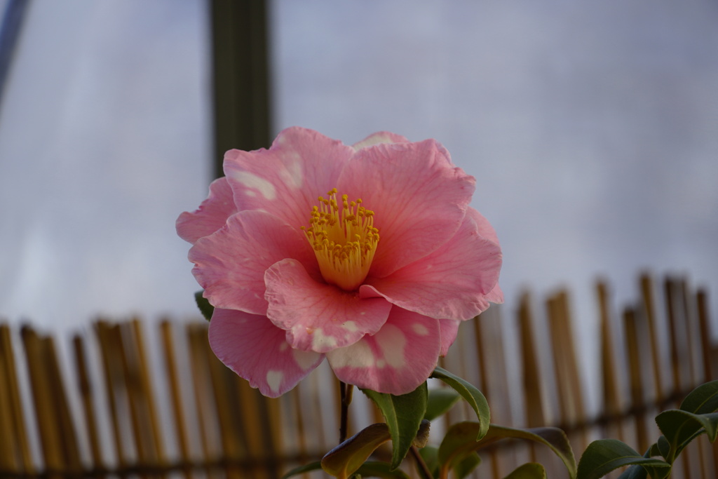山茶花さざんか咲いた道♬