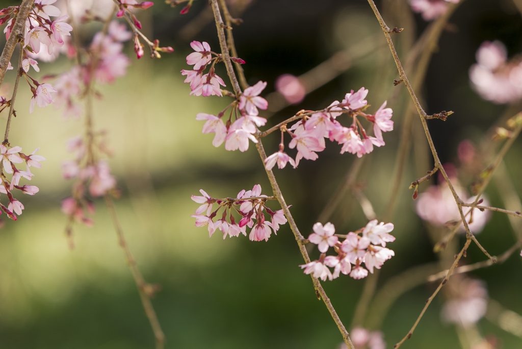 しだれ桜