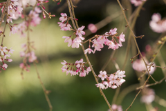 しだれ桜