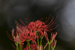 Lycoris