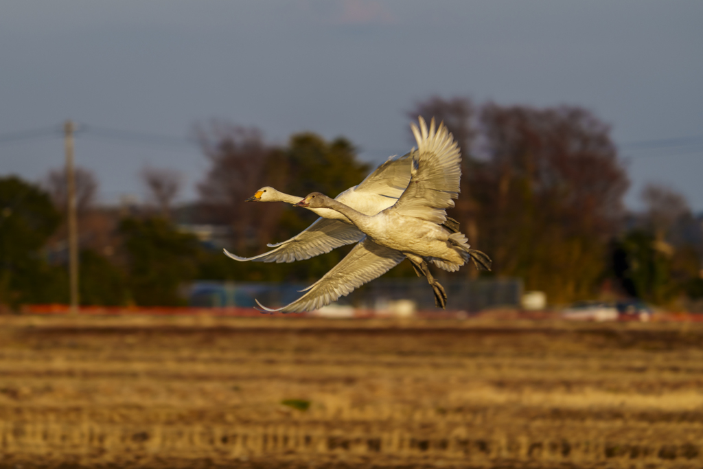 白鳥さん