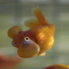 水泡眼