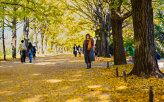 イチョウ並木の樹の下で