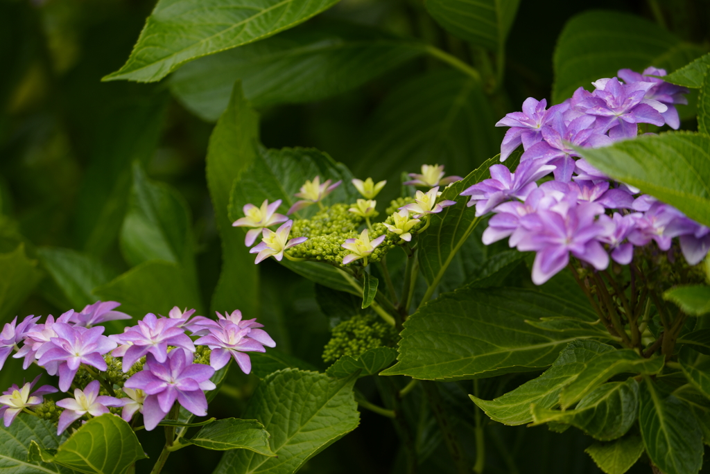 近所の紫陽花