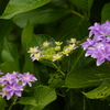 近所の紫陽花
