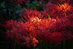 曼殊沙華 曼殊沙華