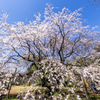 しだれ桜