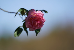 つる薔薇一輪