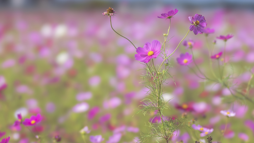 コスモス