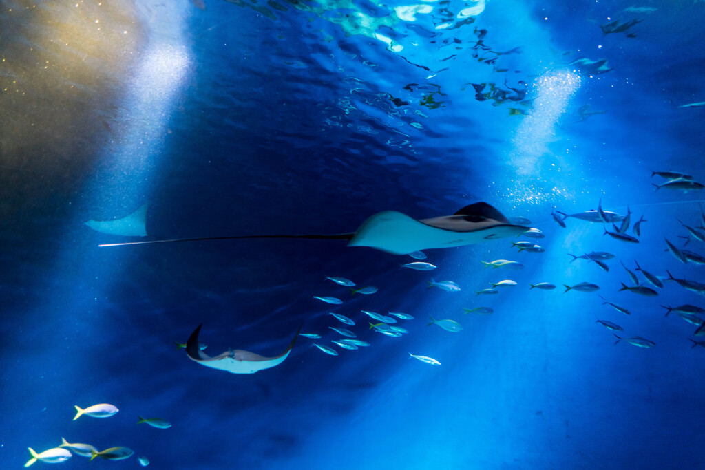水族館