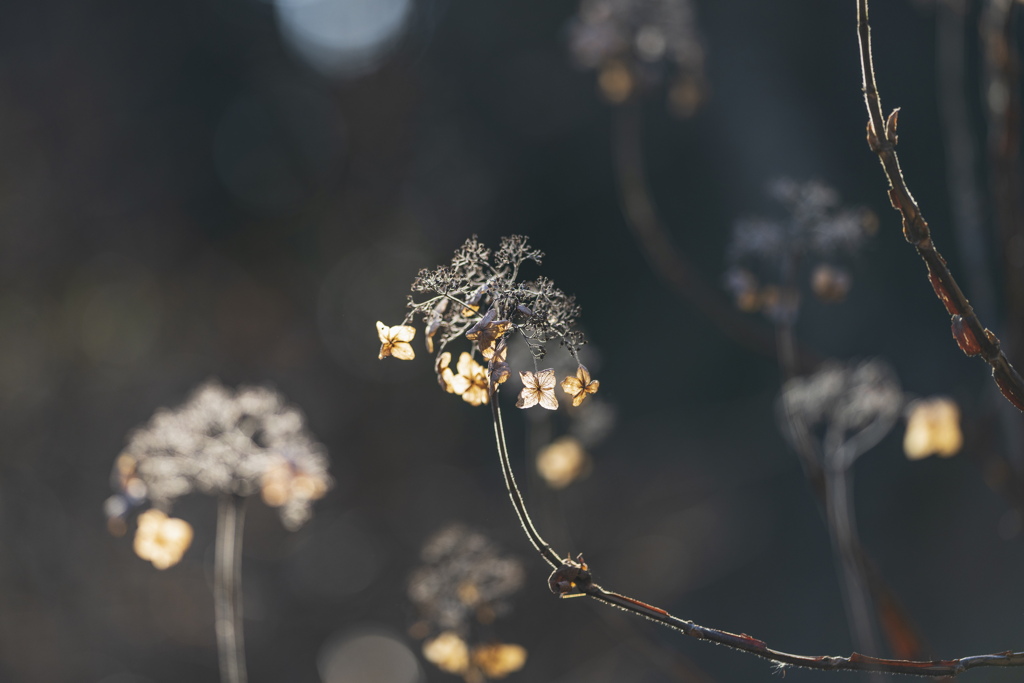 冬の枯れ紫陽花