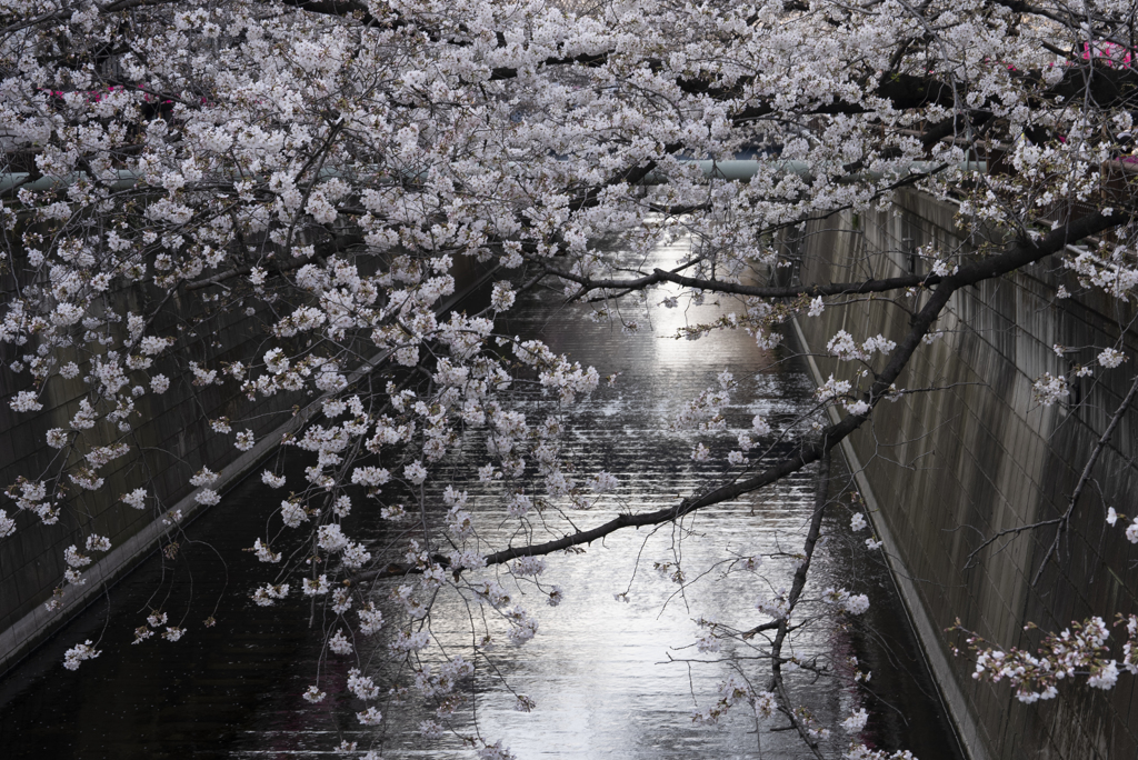 都内の桜