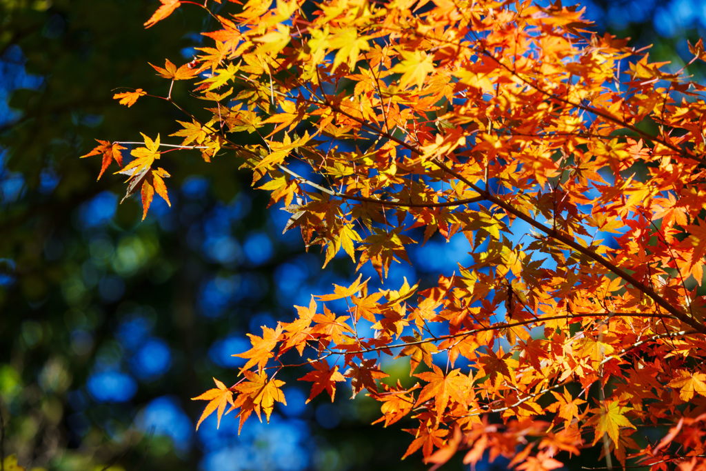 成田山公園にて
