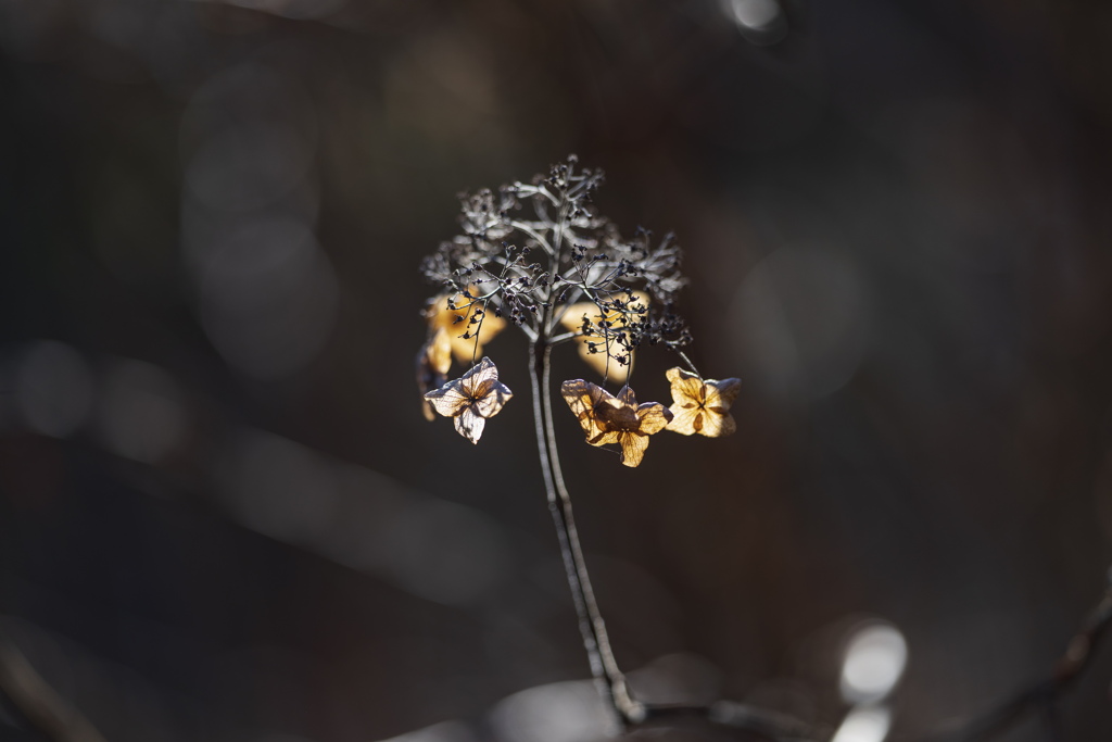 冬の枯れ紫陽花