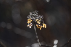 冬の枯れ紫陽花