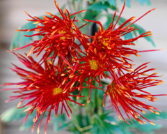 菊花
