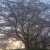 霞城の桜