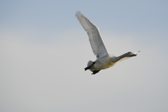 白鳥さん飛翔　その１
