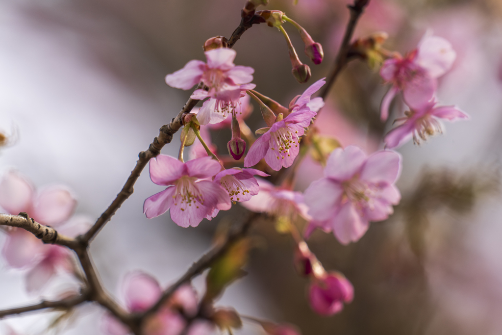 寒桜