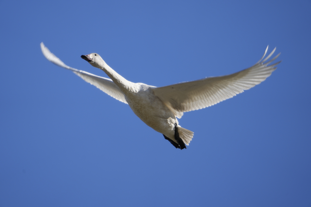白鳥さん