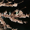 皇居の桜（千鳥ヶ淵）蔵出しです