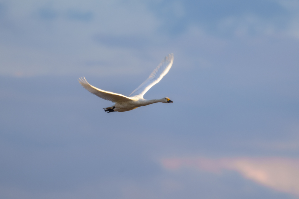 白鳥さん