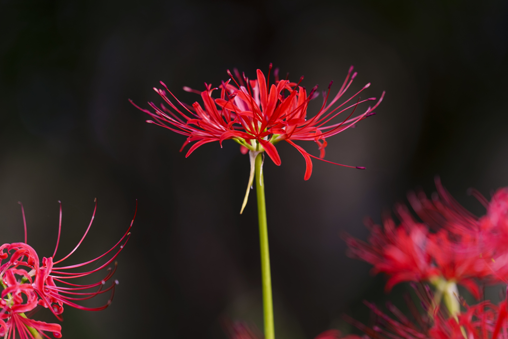 Lycoris