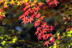 紅葉