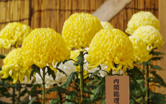 成田山の菊花