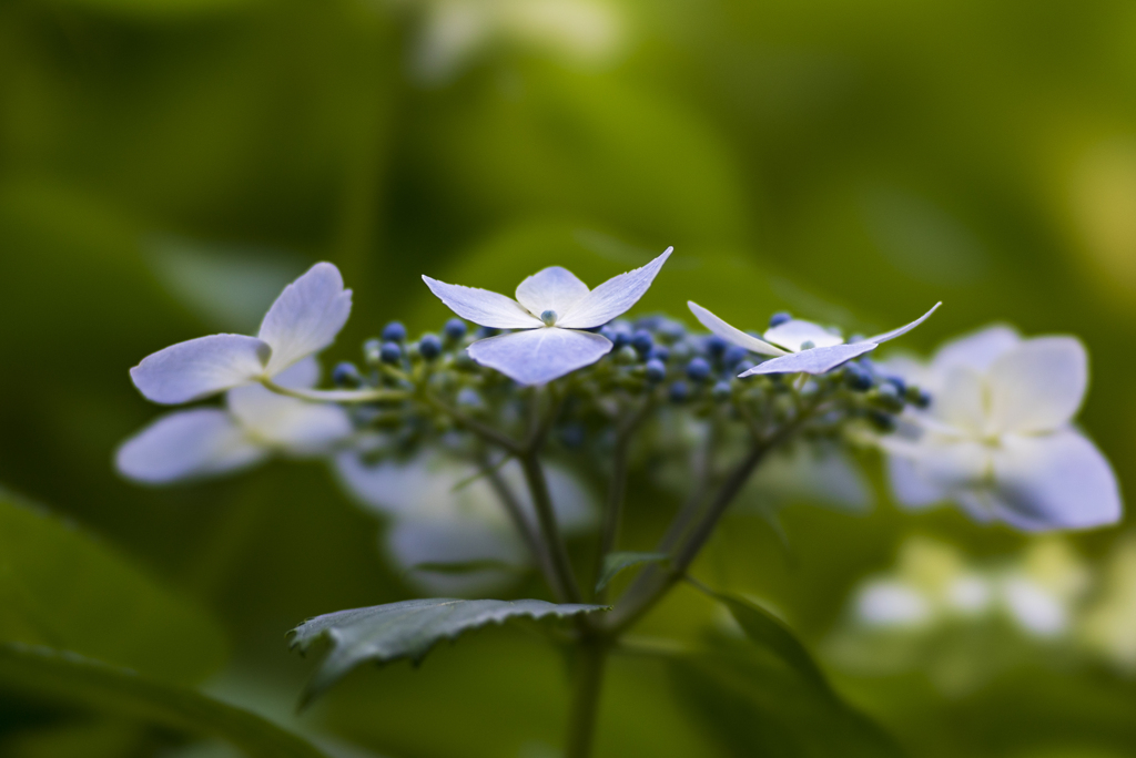 紫陽花