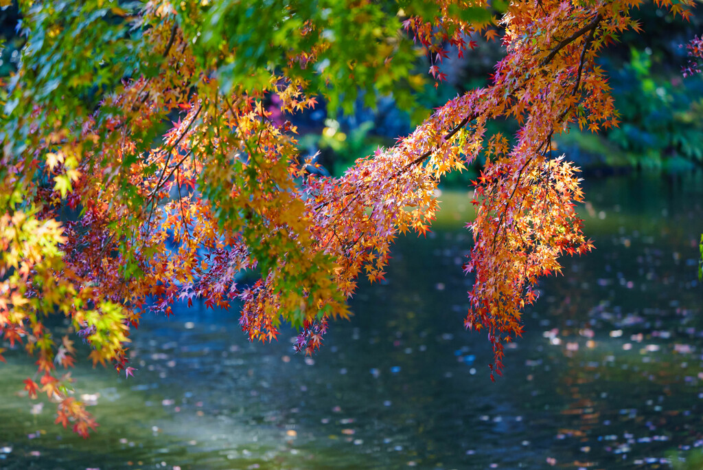 紅葉