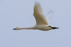白鳥さん