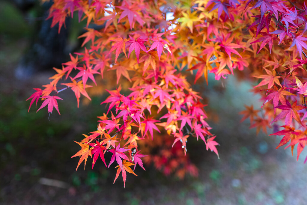 成田山新勝寺