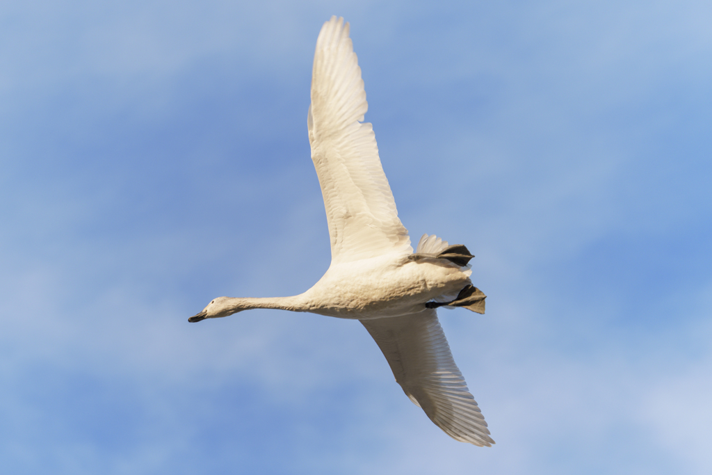 白鳥さん