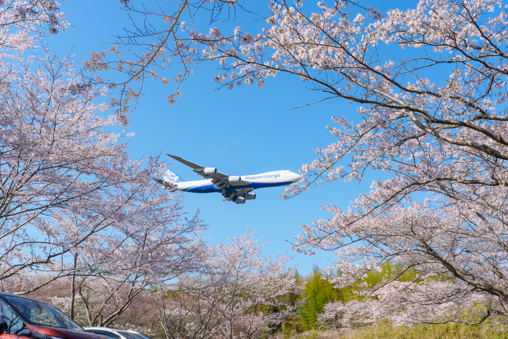 さくらとヒコーキ